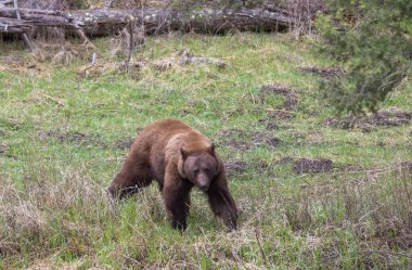 Baharda Yellowstone Ulusal Parkı 'nda bir kara ayı.