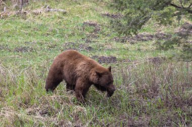 Baharda Yellowstone Ulusal Parkı 'nda bir kara ayı.