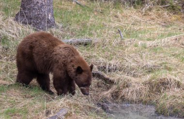 Baharda Yellowstone Ulusal Parkı 'nda bir kara ayı.