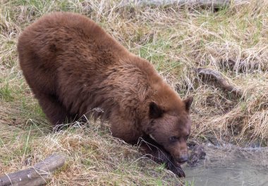 Baharda Yellowstone Ulusal Parkı 'nda bir kara ayı.