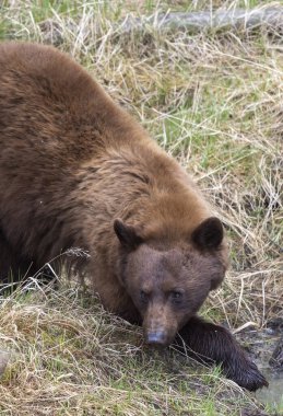 Baharda Yellowstone Ulusal Parkı 'nda bir kara ayı.