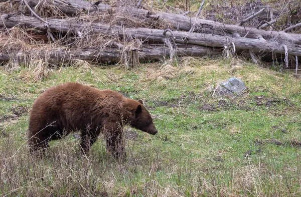 Baharda Yellowstone Ulusal Parkı 'nda bir kara ayı.