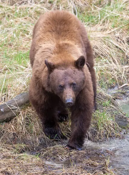 Baharda Yellowstone Ulusal Parkı 'nda bir kara ayı.