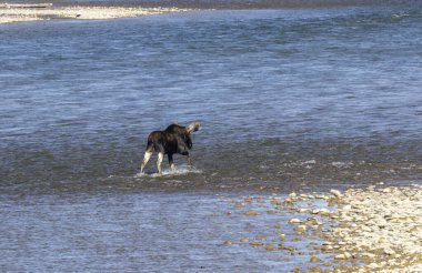 Wyoming 'de sonbaharda Yılan Nehri' ni geçen bir boğa.