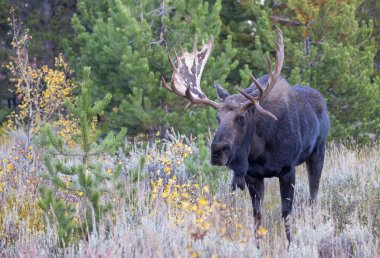 Sonbaharda Wyoming 'de tekdüze bir geyik.