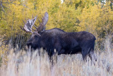 Sonbaharda Wyoming 'de tekdüze bir geyik.