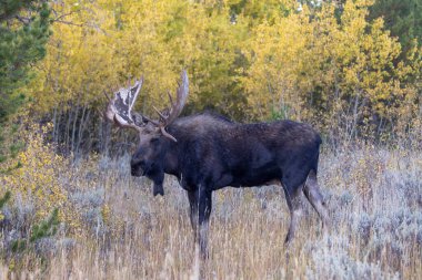 Sonbaharda Wyoming 'de tekdüze bir geyik.