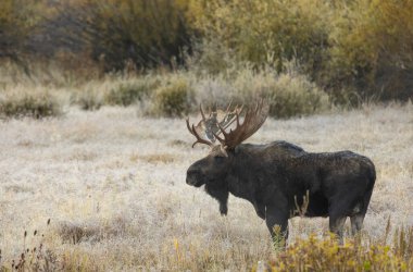 Sonbaharda Wyoming 'de tekdüze bir geyik.