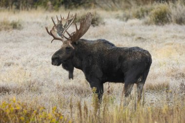 Sonbaharda Wyoming 'de tekdüze bir geyik.