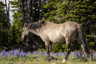 a beautiful wild horse in summer in the Pryor Mountains Montana