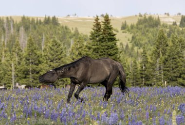 a beautiful wild horse in summer in the Pryor Mountains Montana