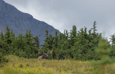 Alaska 'da sonbaharın başlarında alaska yukon boğa geyiği