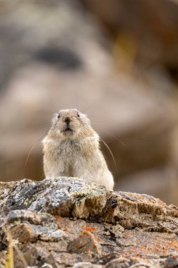 Sonbaharda Denali Ulusal Parkı Alaska 'da şirin yakalı bir pika.