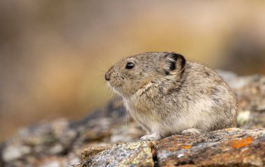 Sonbaharda Denali Ulusal Parkı Alaska 'da şirin yakalı bir pika.