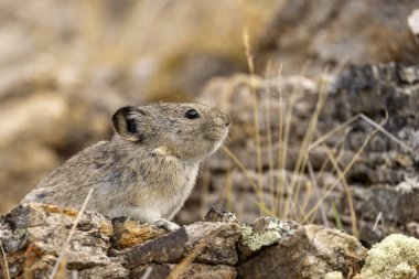 Sonbaharda Denali Ulusal Parkı Alaska 'da şirin yakalı bir pika.