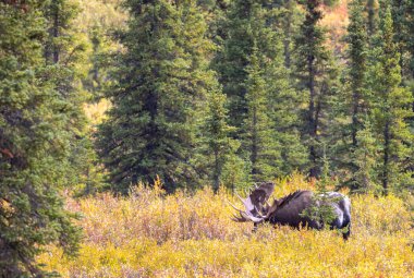 Alaska Yukon geyiği Sonbaharda Denali Ulusal Parkı Alaska 'da