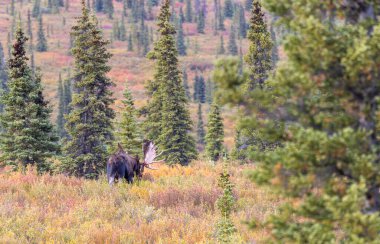 Alaska Yukon geyiği Sonbaharda Denali Ulusal Parkı Alaska 'da
