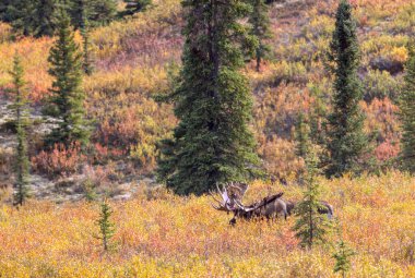 Alaska Yukon geyiği Sonbaharda Denali Ulusal Parkı Alaska 'da