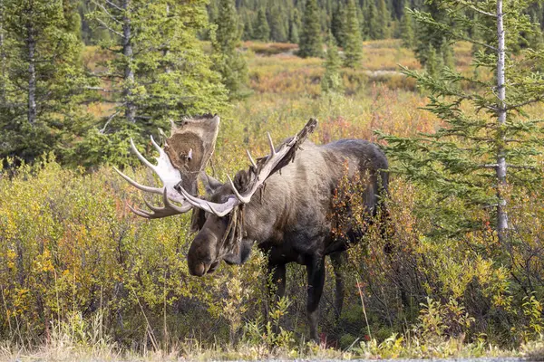 Alaska Yukon geyiği Sonbaharda Denali Ulusal Parkı Alaska 'da