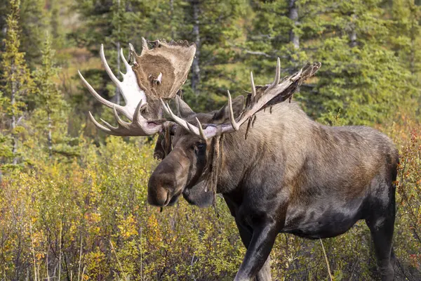 Alaska Yukon geyiği Sonbaharda Denali Ulusal Parkı Alaska 'da