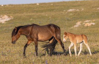 Montana 'daki Pryor Dağları' nda yazın vahşi at kısrağı ve tayı.