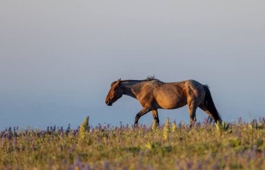 Yazın Montana 'daki Pryor Dağları' nda vahşi bir at
