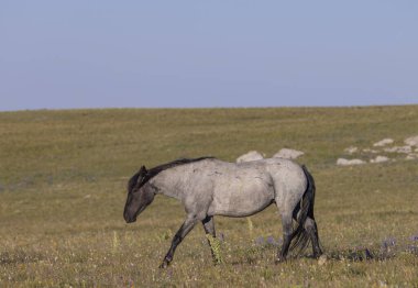 Yazın Montana 'daki Pryor Dağları' nda vahşi bir at