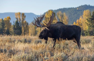 Wyoming 'deki sonbahar monotonluğu sırasında bir geyik.