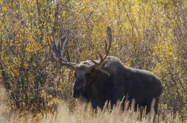 Wyoming 'de sonbaharda tekdüze bir geyik.