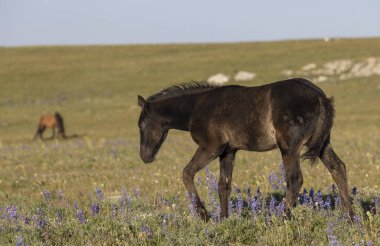 Yazın Montana 'daki Pryor Dağları' nda şirin bir at yavrusu.