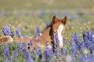 Yazın Montana 'daki Pryor Dağları' nda şirin bir at yavrusu.