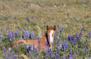 Yazın Montana 'daki Pryor Dağları' nda şirin bir at yavrusu.