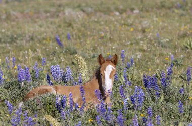 Yazın Montana 'daki Pryor Dağları' nda şirin bir at yavrusu.
