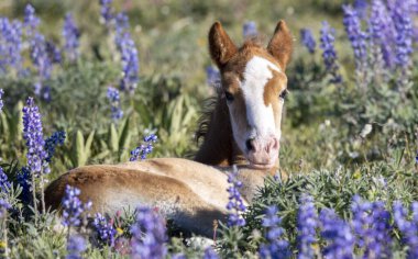Yazın Montana 'daki Pryor Dağları' nda şirin bir at yavrusu.