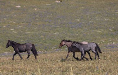 wild horses in summer in the Pryor Mountains Montana