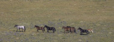 wild horses in summer in the Pryor Mountains Montana