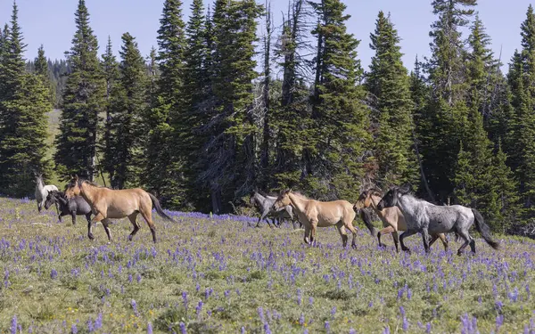wild horses in summer in the Pryor Mountains Montana