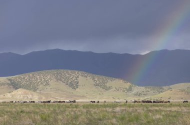 Utah Çölü 'ndeki Onaqui Dağları' nda ilkbahar zamanı vahşi atlar.