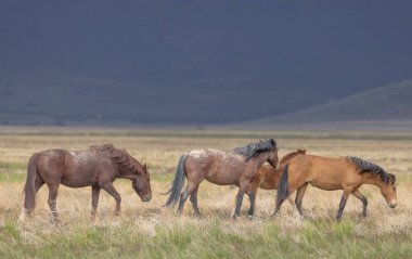 Utah Çölü 'ndeki Onaqui Dağları' nda ilkbahar zamanı vahşi atlar.