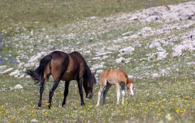 Yazın Montana 'daki Pryor Dağları' nda vahşi at kısrağı ve tayı