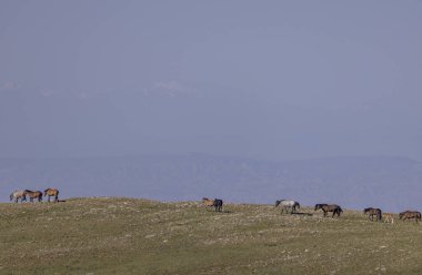 Yazın Montana 'daki Pryor Dağları' nda vahşi atlar