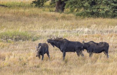 a bull and cow moose rutting in Wyoming in autumn