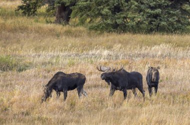 a bull and cow moose rutting in Wyoming in autumn