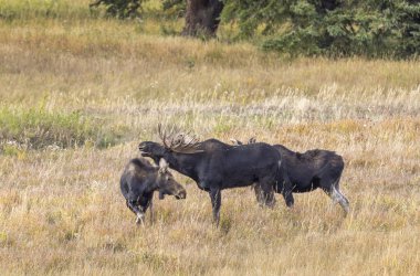 a bull and cow moose rutting in Wyoming in autumn clipart