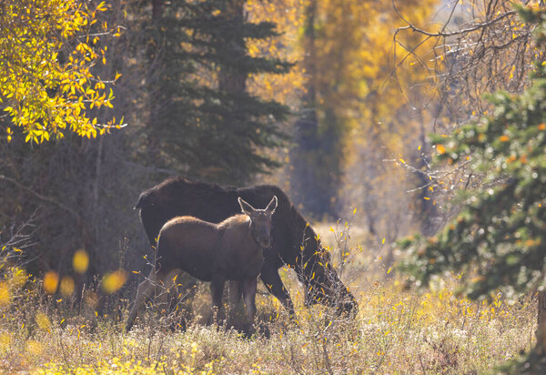 a cow and calf moose in Wyoming in autumn