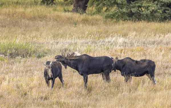 a bull and cow moose rutting in Wyoming in autumn