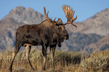 Grand Teton Ulusal Parkı 'nda sonbaharda rutin bir geyik.