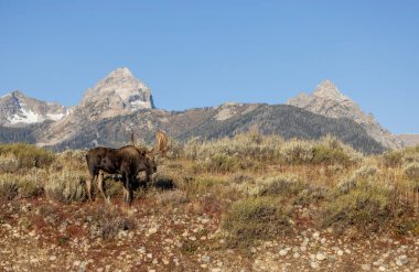 Grand Teton Ulusal Parkı 'nda sonbaharda rutin bir geyik.