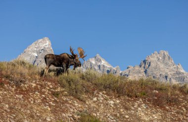 Grand Teton Ulusal Parkı 'nda sonbaharda rutin bir geyik.