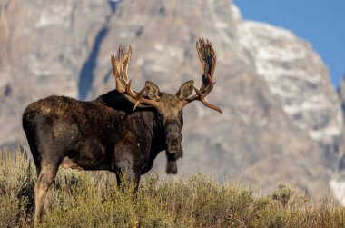 Grand Teton Ulusal Parkı 'nda sonbaharda rutin bir geyik.